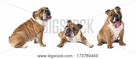 Photo collage of English Bulldog studio shot on white background