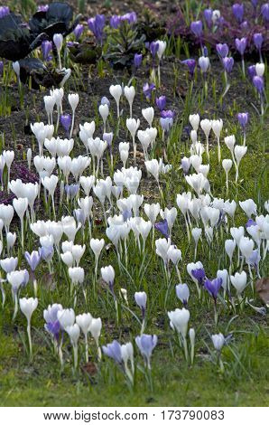 Crocus (crocus Sp.) Their Colors Vary Enormously, Although Lilac, Mauve, Yellow, And White Are Predo