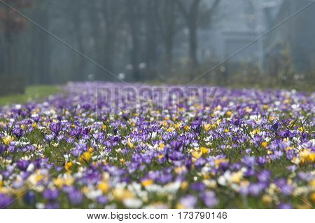 Crocus (crocus Sp.) Their Colors Vary Enormously, Although Lilac, Mauve, Yellow, And White Are Predo