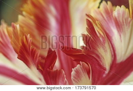 Tulip (tulipa) Is A Spring-blooming Perennial That Grow From Bulbs.