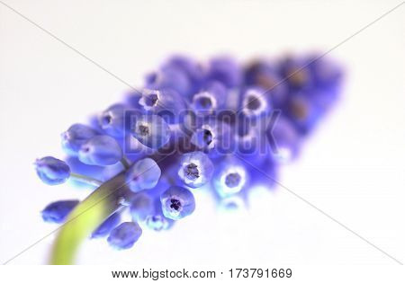 Grape Hyacinths