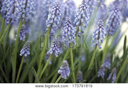 Grape Hyacinth (muscari Sp.) Is A Perennial Bulb