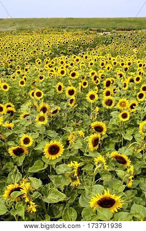 Sunflower (helianthus Annuus)