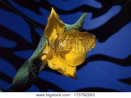 Tulip (tulipa) Is A Spring-blooming Perennial That Grow From Bulbs.