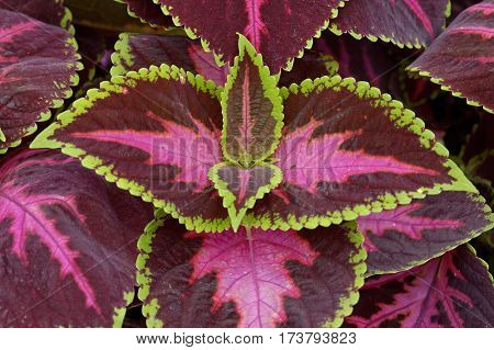 Red Leaf Room Plant From A Cheiranthus