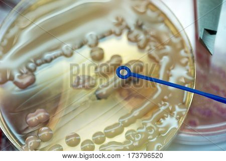 Loop For Exposure To Colonies Of Pink Bacteria Ferment Lactose Culture On Macconkey Agar In Microbio