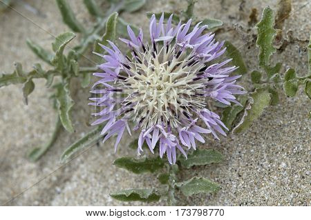 Brownray Knapweed