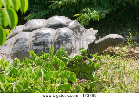 Tartaruga gigante di anziani