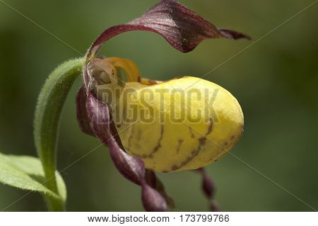 Large Yellow Lady's Slipper (cypripedium Pubescens)