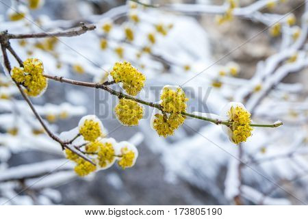 Flowering dogwood branch in the ice in early spring
