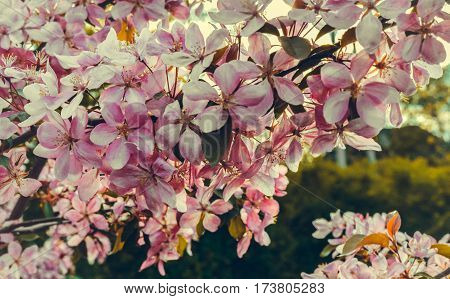 Close up of apple tree blooms on sunny spring morning. Beautiful spring tree pink blossoms background. Branch with flowers of an apple-tree of Nedzvetsky (Malus niedzwetzkyana). Pink flowers of apple.