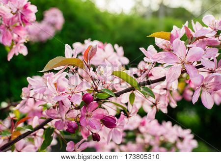 Close up of apple tree blooms on sunny spring morning. Beautiful spring tree pink blossoms background. Branch with flowers of an apple-tree of Nedzvetsky (Malus niedzwetzkyana). Pink flowers of apple.