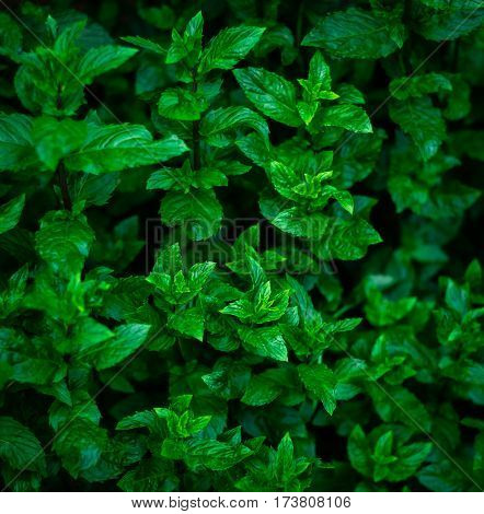 Pepper mint leaves at the nature. Green mint leaves in sunset light.