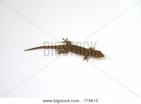 Hnědá Gecko