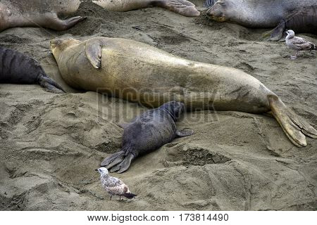 Female Elephant Seal Nursing  Baby
