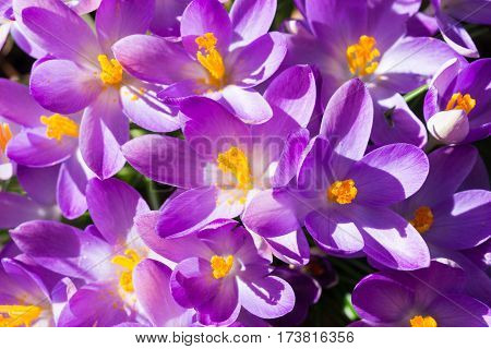 Violet Crocuses in spring. Blooming Crocuses. Spring Flowers. Purple Crocuses in Sunlight. Bunch of Crocuses, Meadow full of Crocuses. Close-up of Crocus.