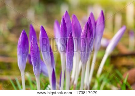 Violet Crocuses in spring. Blooming Crocuses. Spring Flowers. Purple Crocuses. Spring awakening. Bunch of Crocuses, Meadow full of Crocuses. Close-up of Crocus.