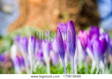 Violet Crocuses in spring. Blooming Crocuses. Spring Flowers. Purple Crocuses. Spring awakening. Bunch of Crocuses, Meadow full of Crocuses. Close-up of Crocus.