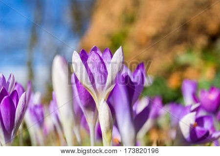 Violet Crocuses in spring. Blooming Crocuses. Spring Flowers. Purple Crocuses. Spring awakening. Bunch of Crocuses, Meadow full of Crocuses. Close-up of Crocus.