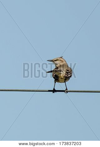 A mockingbird on a telephone wire with its tail and head both pointing left and the wind blowing its head feathers