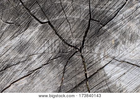wood texture on the old stump,  abstract