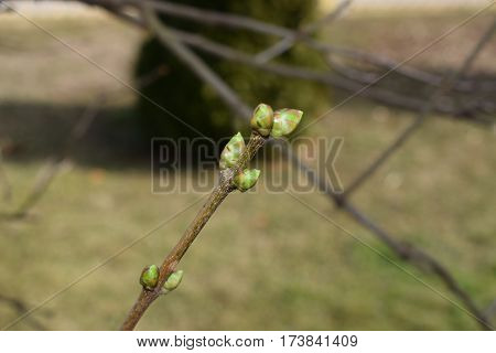 bud lilac awakening of spring and flowers
