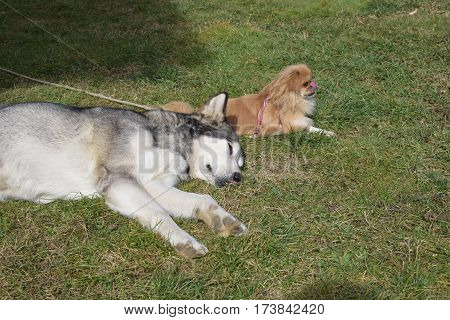 two old friends resting in spring day