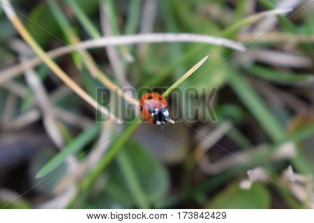 ladybug sunbathing on grass of spring awakening