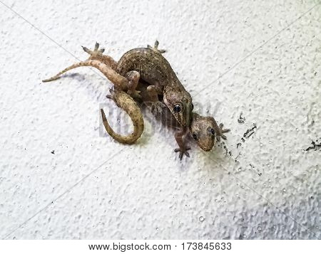 Mating lizards. Tropical Flat-tailed House Geckos Hemidactylus platyurus are mating on white wall. Close up selected focus narrow depth of field.