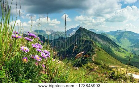Great clear view from high mountain over other peaks in summer or spring. Some purple flowers, Alpine asters, and grass in the foreground. Alps, Bavaria, Tirol, Allgau.
