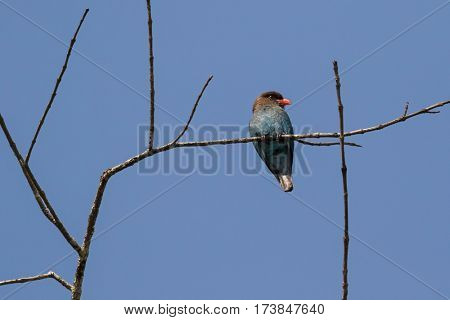 Oriental dollarbird roller bird with brown head blue body and red bill perching on branch, summer in Thailand, Asia (Eurystomus orientalis)