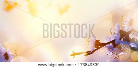 abstract Spring flower background; Spring Tree blosssom