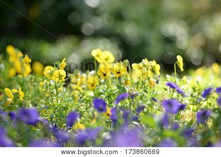 Beauitful Pancy flowers field in the morning sunrise while summer