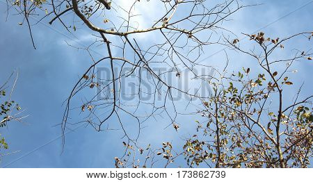 texture of old brown twig with blue sky for background and pattern