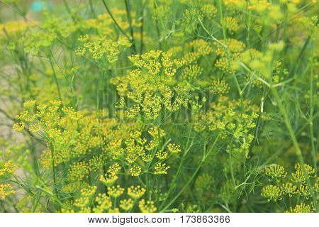 Fennel (Foeniculum vulgare) in growth at garden