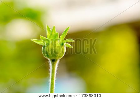 Mexican Sunflower