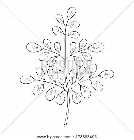 Moringa oleifera medicinal plant. Hand drawn botanical sketch illustration.