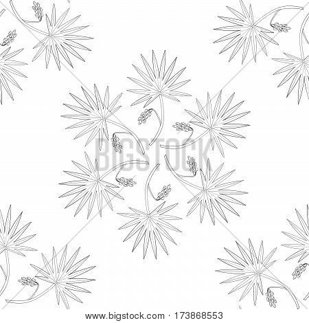Saw Palmetto (Serenoa repens). Hand drawn botanical illustration. Medicinal tree. Mandala seamless pattern.