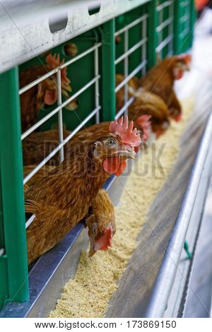 Red chicken in a cage eat from the trough