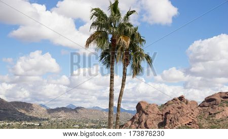 View of Paradise Valley, Camelback Mountain in Phoenix,Arizona,USA Palm tree and red rock formation with blue sky and fluffy white clouds.