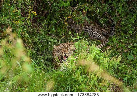 leopard at Masai Mara national park a leopardess protects the children