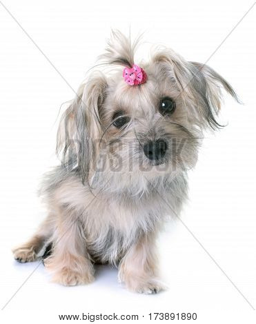 crossbred yorkshire terrier in front of white background