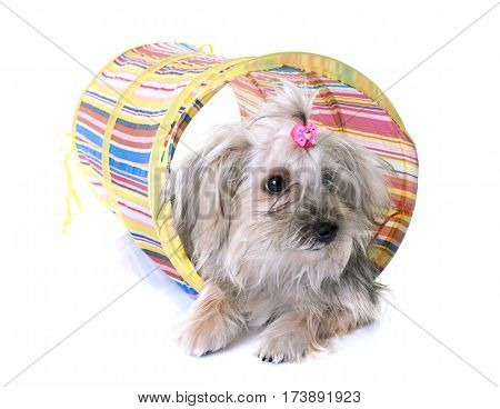 crossbred yorkshire terrier in front of white background