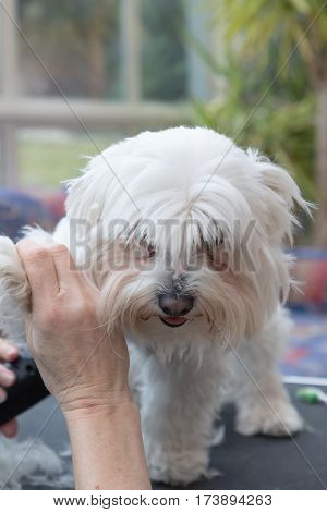 Grooming forefeet of white dog standing on the table. All potential trademarks are removed. Vertically.