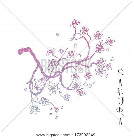 Sakura japanese cherry branch with blooming flowers vector illustration. Blossoming tree with falling petals hand drawn sketch. Far eastern style lettering.