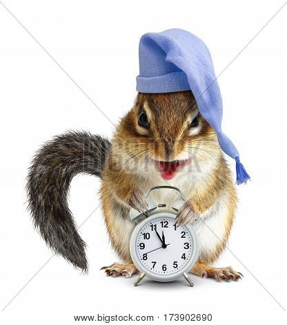 laughable animal chipmunk with clock and sleeping cap