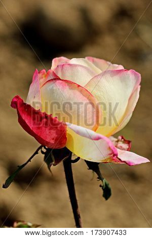 Beautiful Flower in park and garden in New Delhi, India