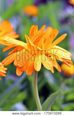Beautiful Flower in park and garden in New Delhi, India