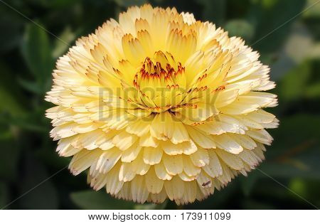 Beautiful Flower in park and garden in New Delhi, India