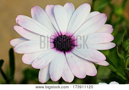 Beautiful Flower in park and garden in New Delhi, India
